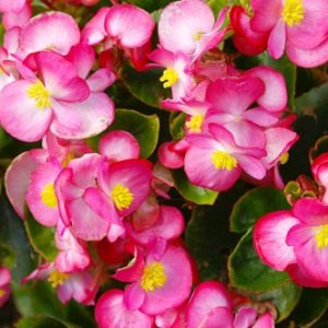 Begonia Flower