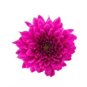 Artificial plant Sou